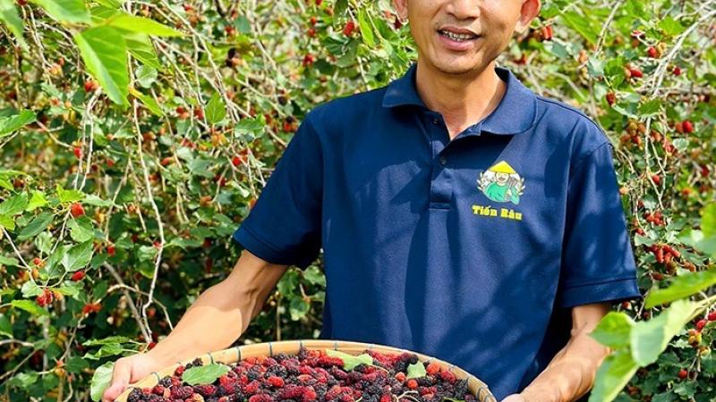 Khởi nghiệp từ trái dâu tằm 
